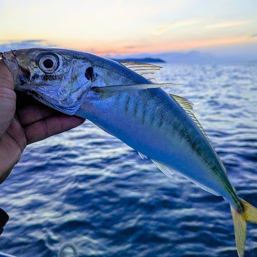 マルアジの釣果