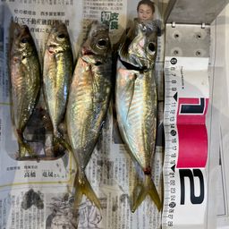アジ