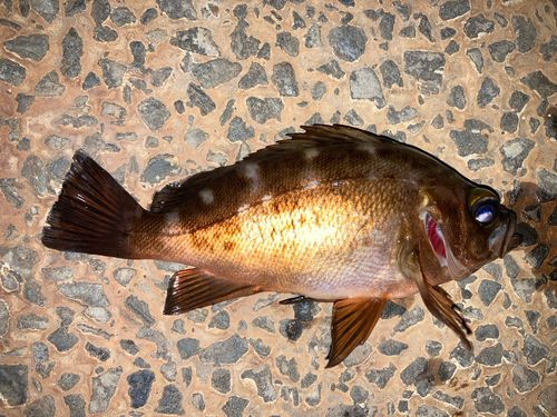 メバルの釣果