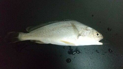 イシモチの釣果