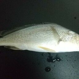 イシモチ
