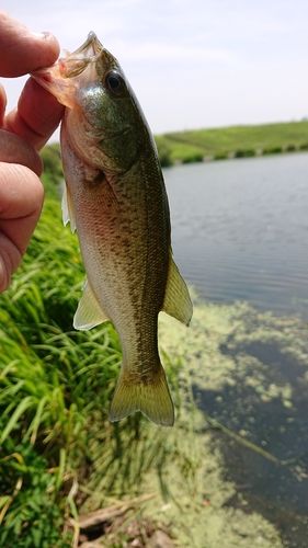 ラージマウスバスの釣果