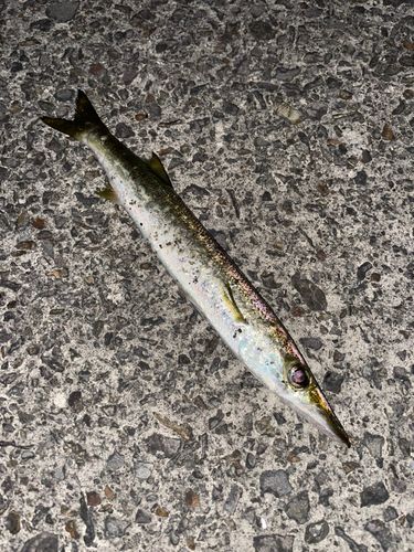 カマスの釣果