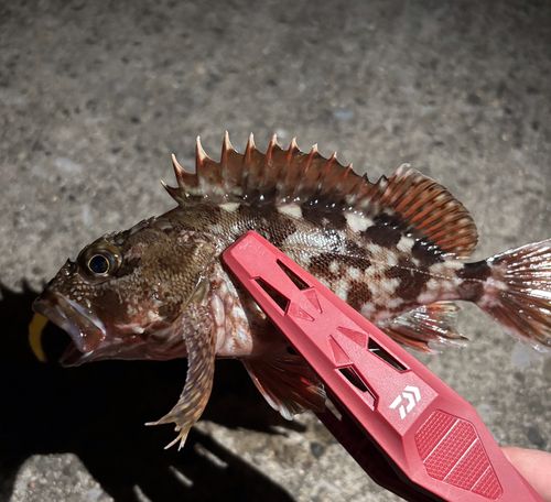 カサゴの釣果