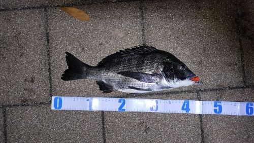 チヌの釣果