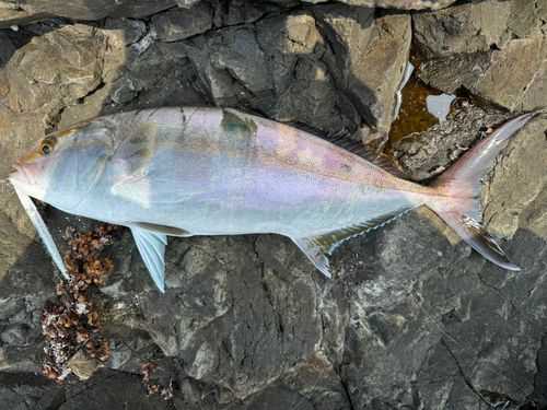 カンパチの釣果