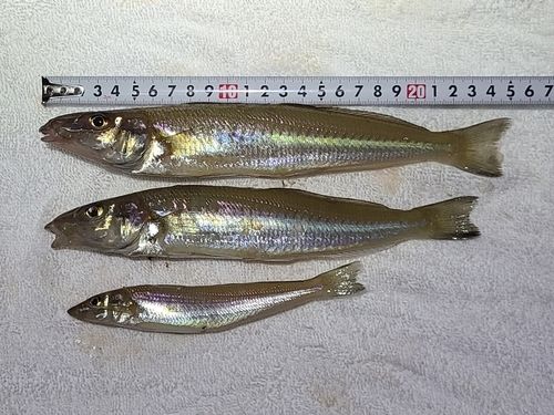 キスの釣果