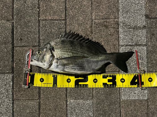 クロダイの釣果