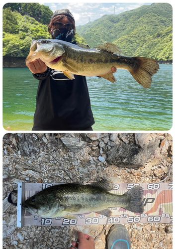 ブラックバスの釣果