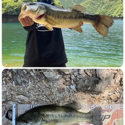 ブラックバス