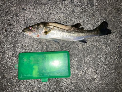 セイゴ（マルスズキ）の釣果