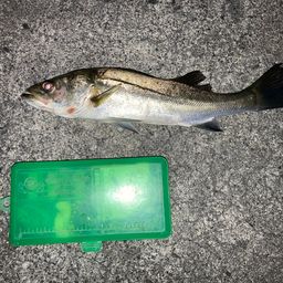 セイゴ（マルスズキ）