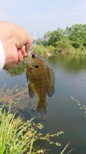 ブルーギルの釣果