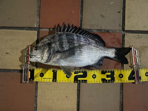 クロダイの釣果