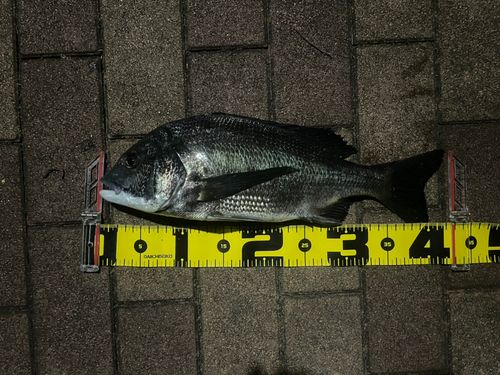 クロダイの釣果