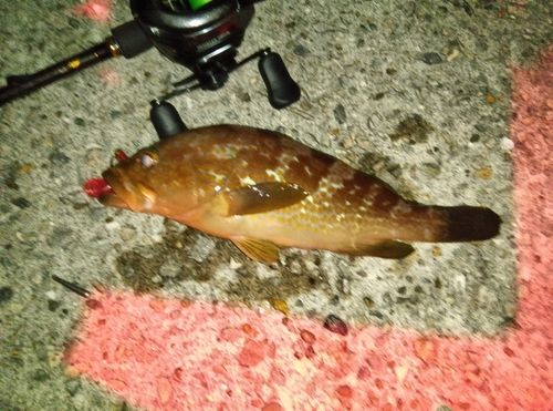 アコウの釣果