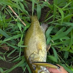 スモールマウスバス