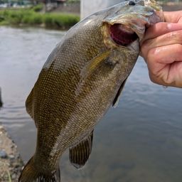 スモールマウスバス