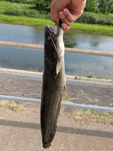 ナマズの釣果