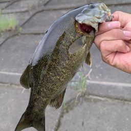 スモールマウスバス