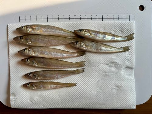 シロギスの釣果