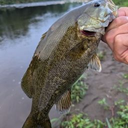 スモールマウスバス