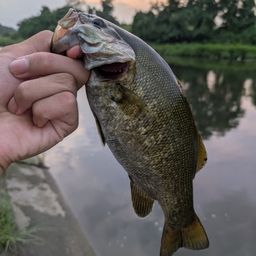 スモールマウスバス