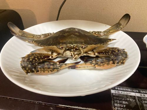 ワタリガニの釣果