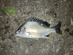 キビレの釣果