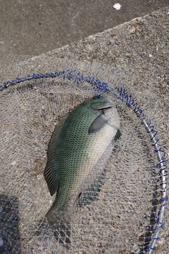 グレの釣果