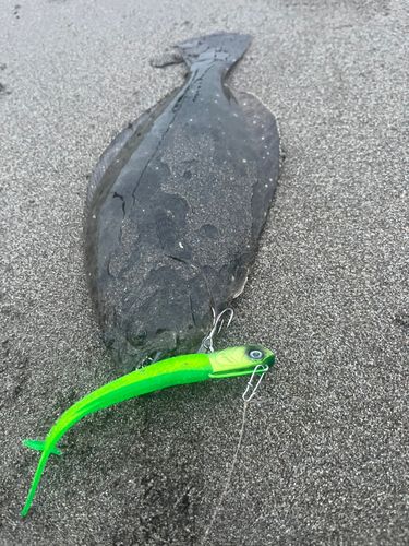 ソゲの釣果