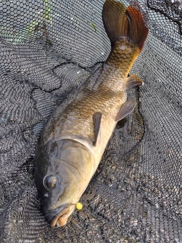 コイの釣果