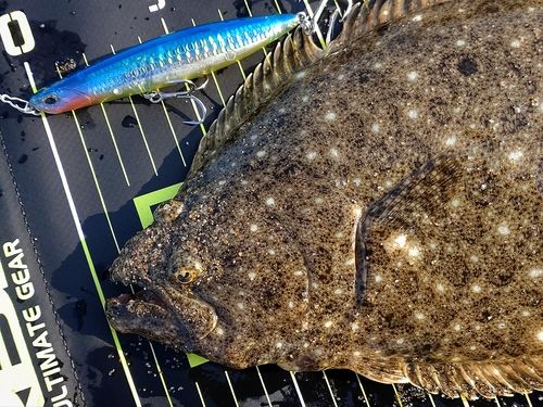 ソゲの釣果