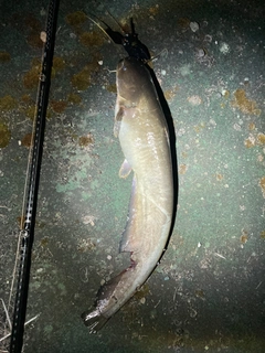 ナマズの釣果