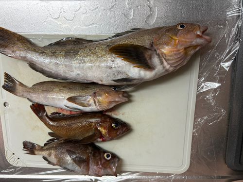 アブラコの釣果