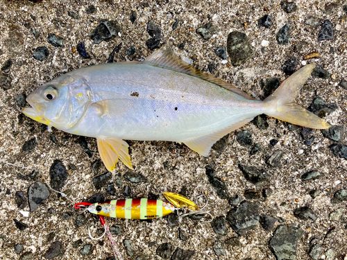 ネリゴの釣果