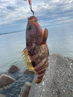 キジハタの釣果