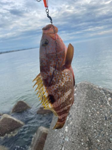 キジハタの釣果