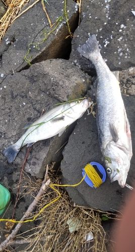 釣果