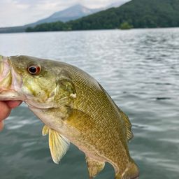 スモールマウスバス
