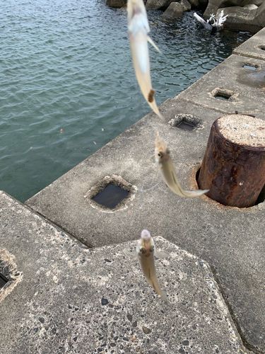 キスの釣果