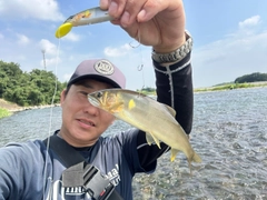 アユの釣果