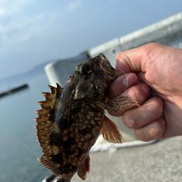 カサゴ