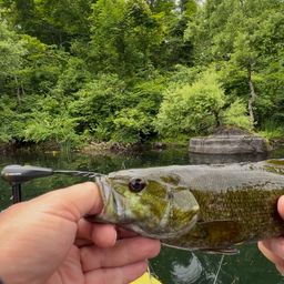 スモールマウスバス