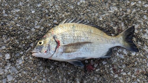 クロダイの釣果