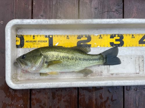 ブラックバスの釣果