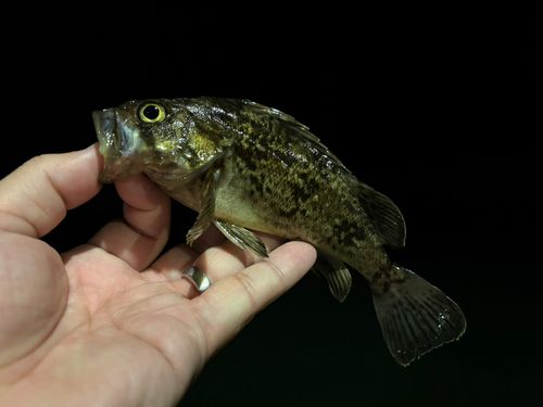 クロソイの釣果