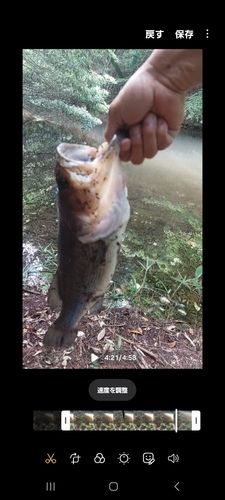 ブラックバスの釣果