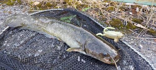 ナマズの釣果