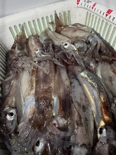スルメイカの釣果